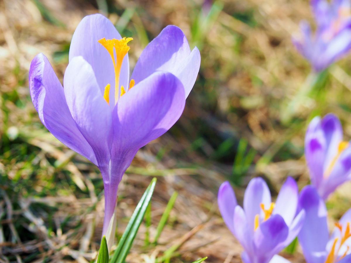 Dziko Hanka Kościelisko Dış mekan fotoğraf